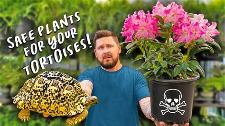 Are fake plants safe for reptiles