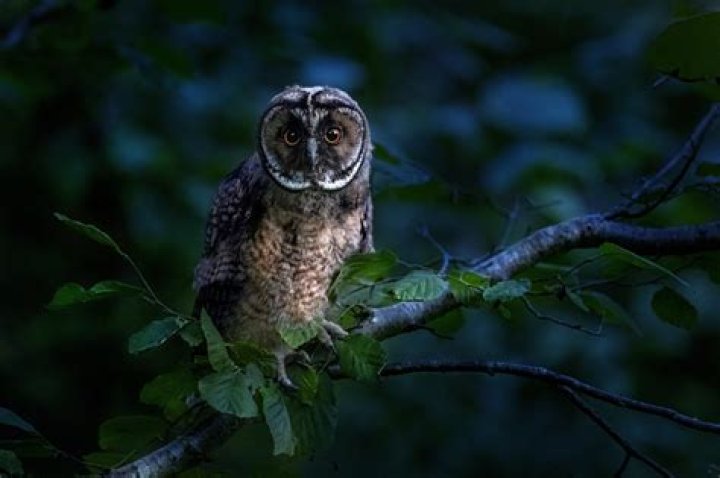 Are long-eared owls nocturnal