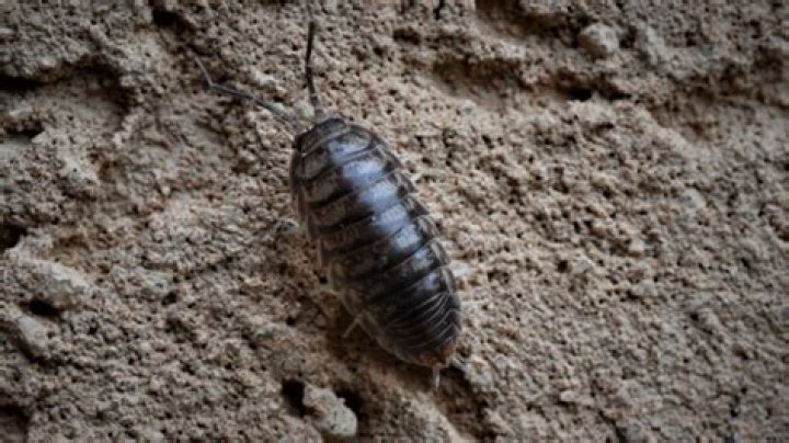 Are pill bugs bad in my house