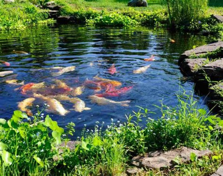 Are pond plants good for fish