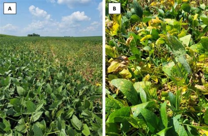 Are soybeans poisonous