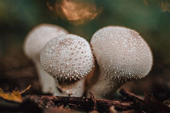 Are there poisonous puffballs