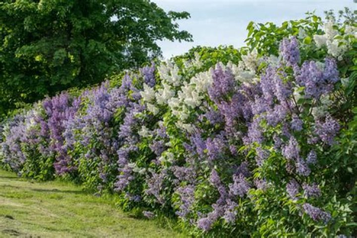 Can a lilac bush survive in shade