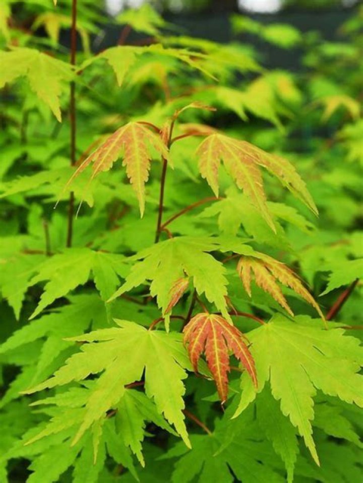 Can Japanese maple trees be green