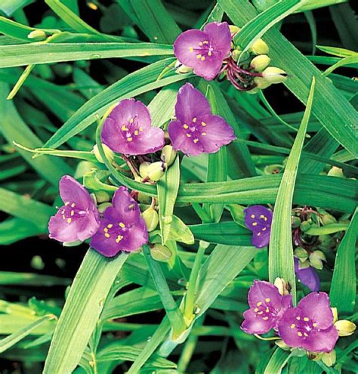 Can spiderwort grow in full shade