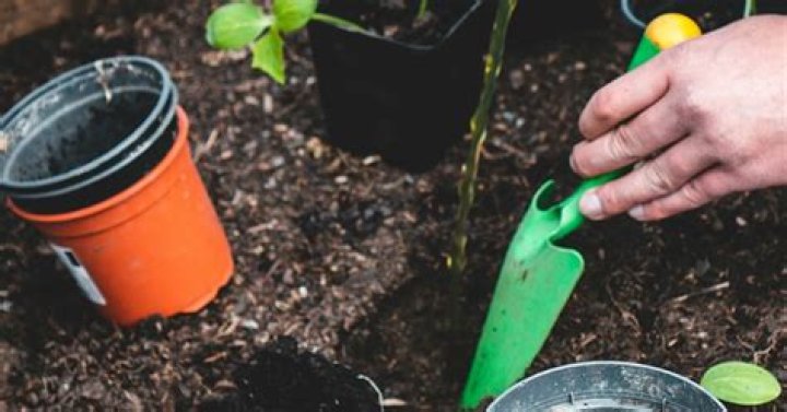 Can you fertilize in August