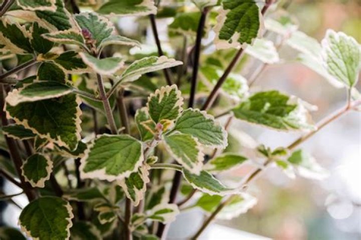 Can you keep Plectranthus indoors