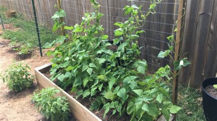 Do Broad beans need a trellis