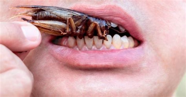 Do cockroaches have a purpose