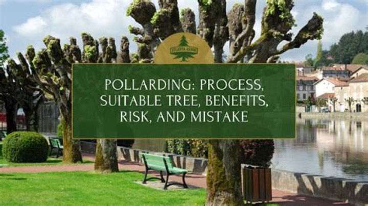 Do lime trees need pollarding