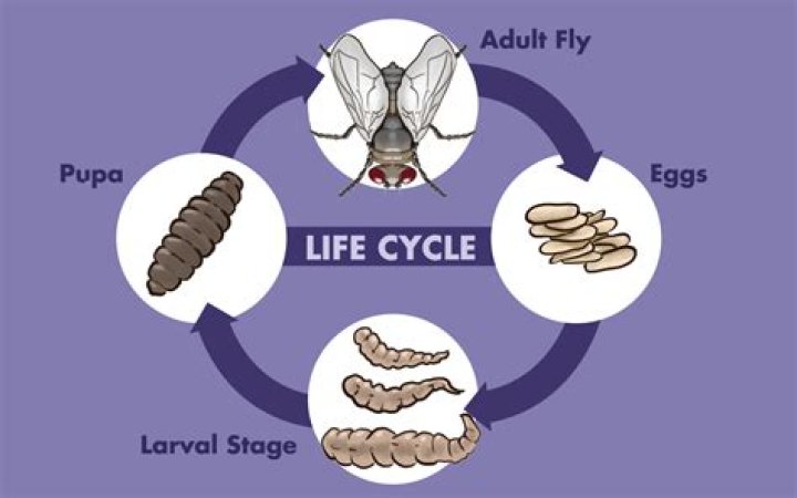 Do maggots like dark or light