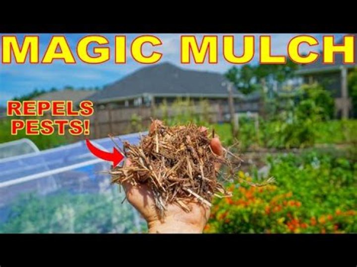 Does pine mulch repel insects