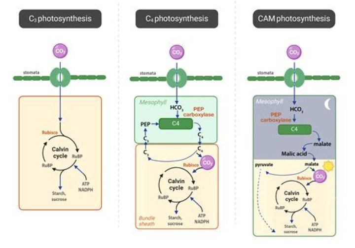 How are C3 C4 and CAM similar