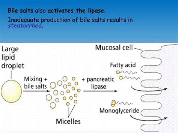 How bile salts inhibit lipase