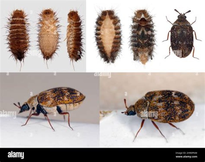 How common are carpet beetles