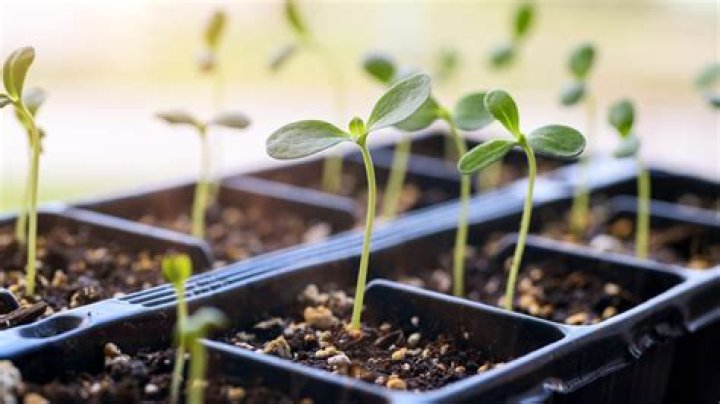 How do you move sunflower seedlings outside
