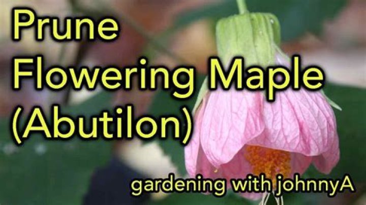 How do you propagate Abutilon