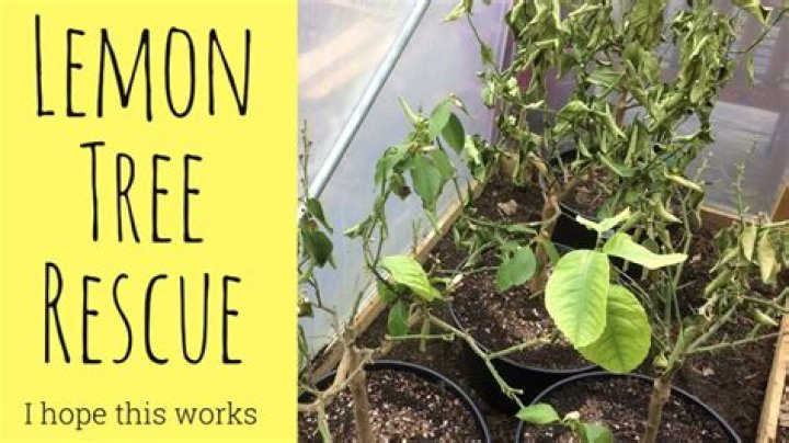 How do you save a dying lime tree