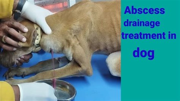 How do you treat an abscess on a dog