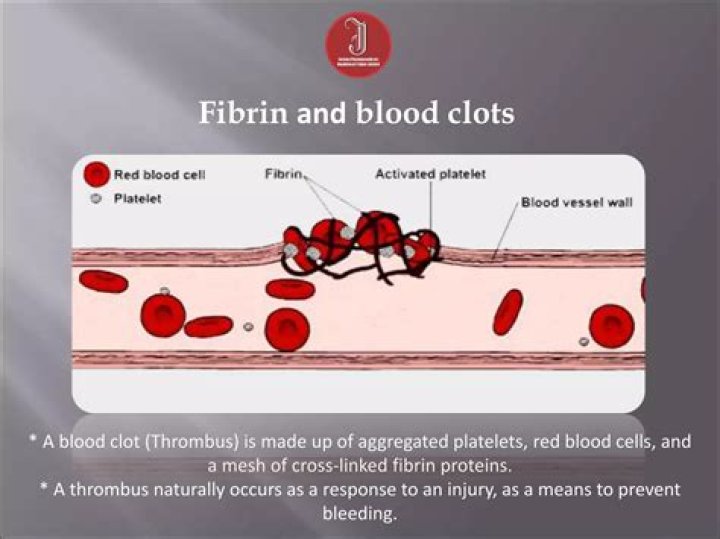 How does fibrin protect the body