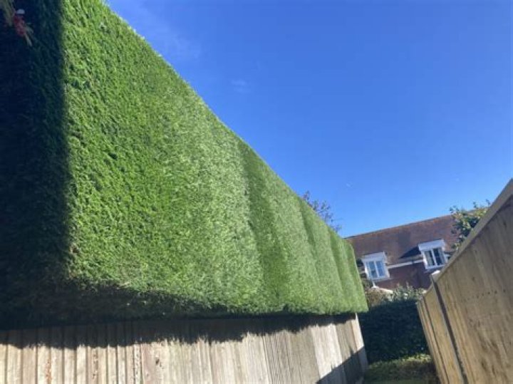 How far can you cut back conifers