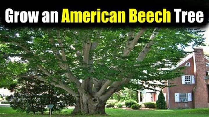 How large do beech trees grow