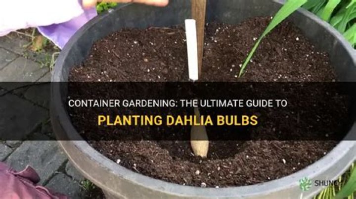 How late can I plant dahlia bulbs