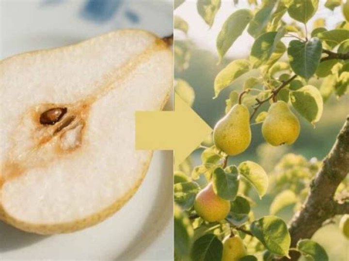 How late can you plant pear trees