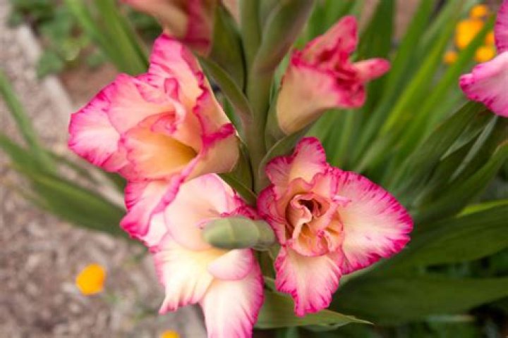 How many times do gladioli flower