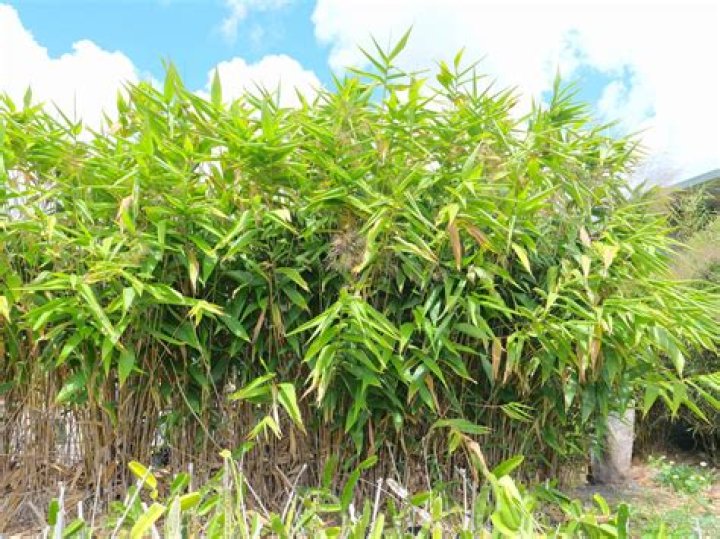 How tall does Tiger grass grow