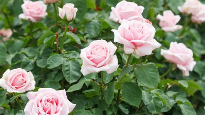 How tall is a hybrid tea rose