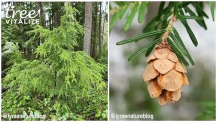 How wide do hemlock trees get