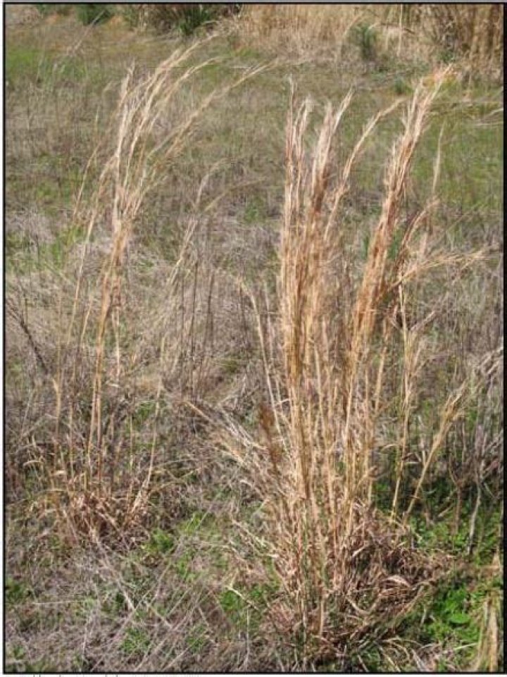 Is broomsedge good for cattle