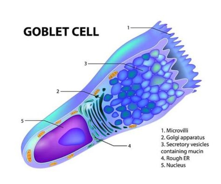 Is goblet cells unicellular gland