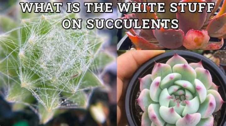 Is it bad to paint succulents