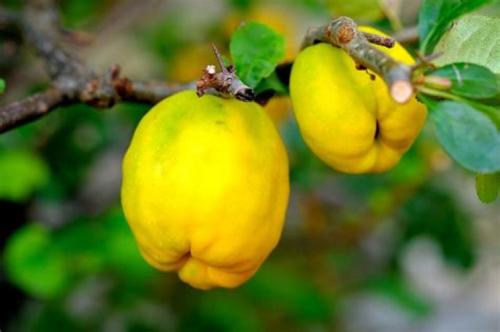 Is ornamental quince fruit edible