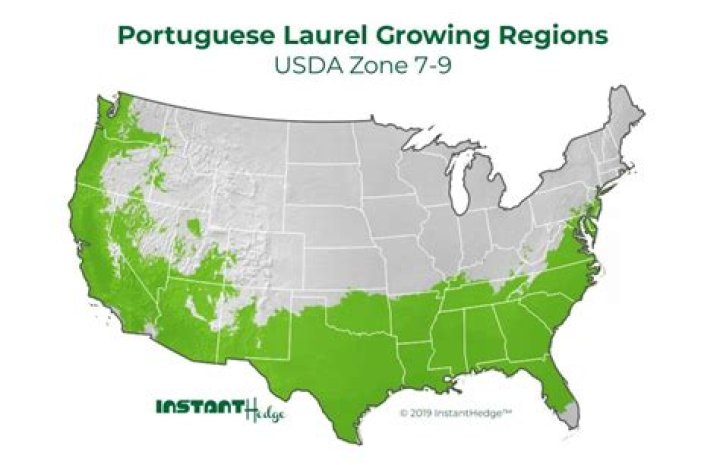 Is Portuguese laurel fast growing