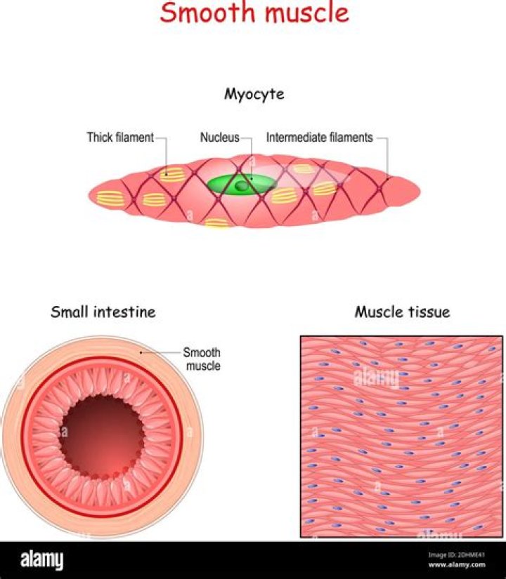 Is smooth muscle multi nuclei