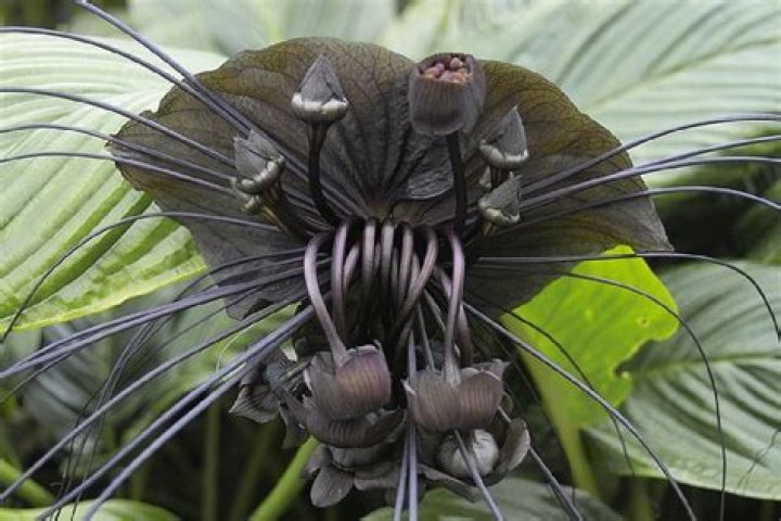 Is the tacca Chantrieri poisonous