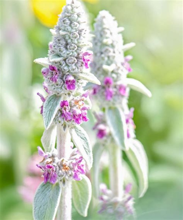 Should I let lambs ear flower
