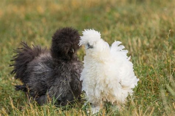 What age do Silkies start to crow