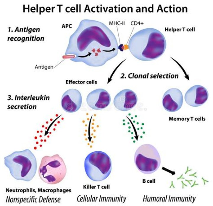 What are T helper cells