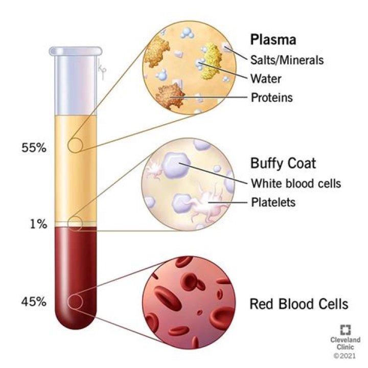 What are the 6 functions of blood