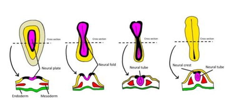 What are the steps of neurulation