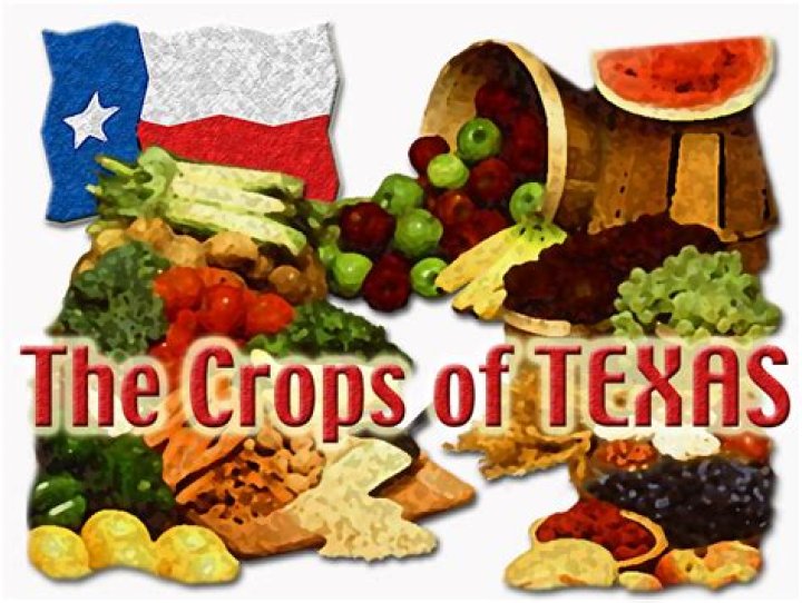 What are the top 7 crops of Texas