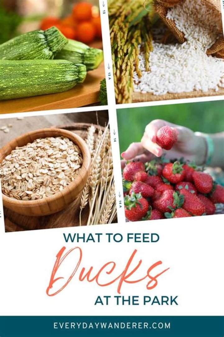 What can I feed ducks at the park