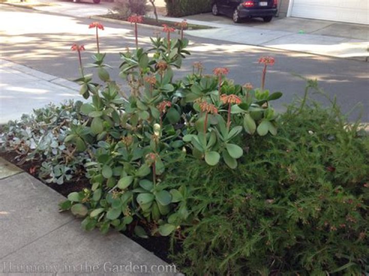 What can you plant in a Hellstrip