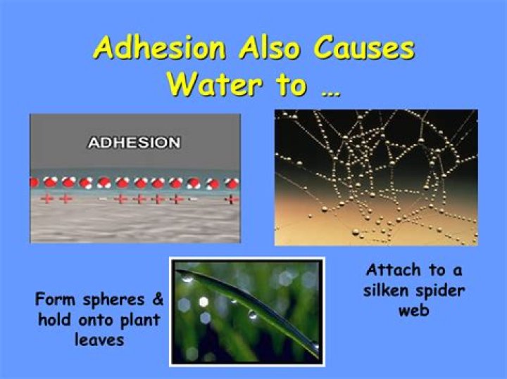 What causes adhesion in water