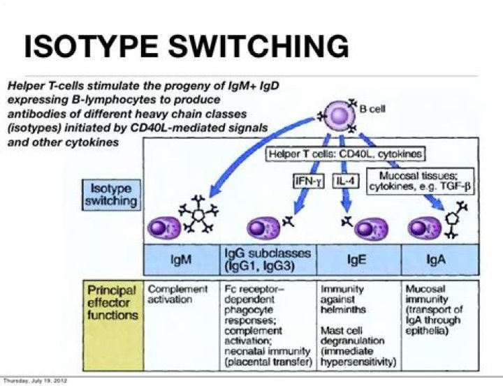 What causes isotype switch to IgE