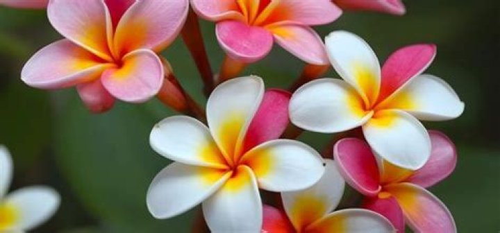 What colors do Plumeria come in